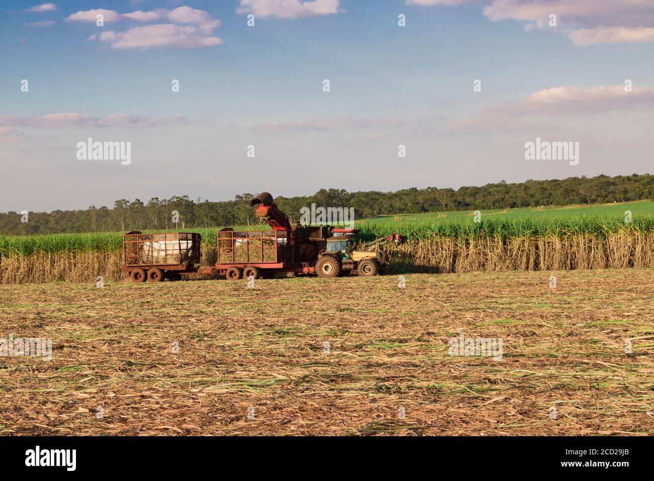 Sugar cane - Harvesting machine working on a sugar cane. Stock Photo