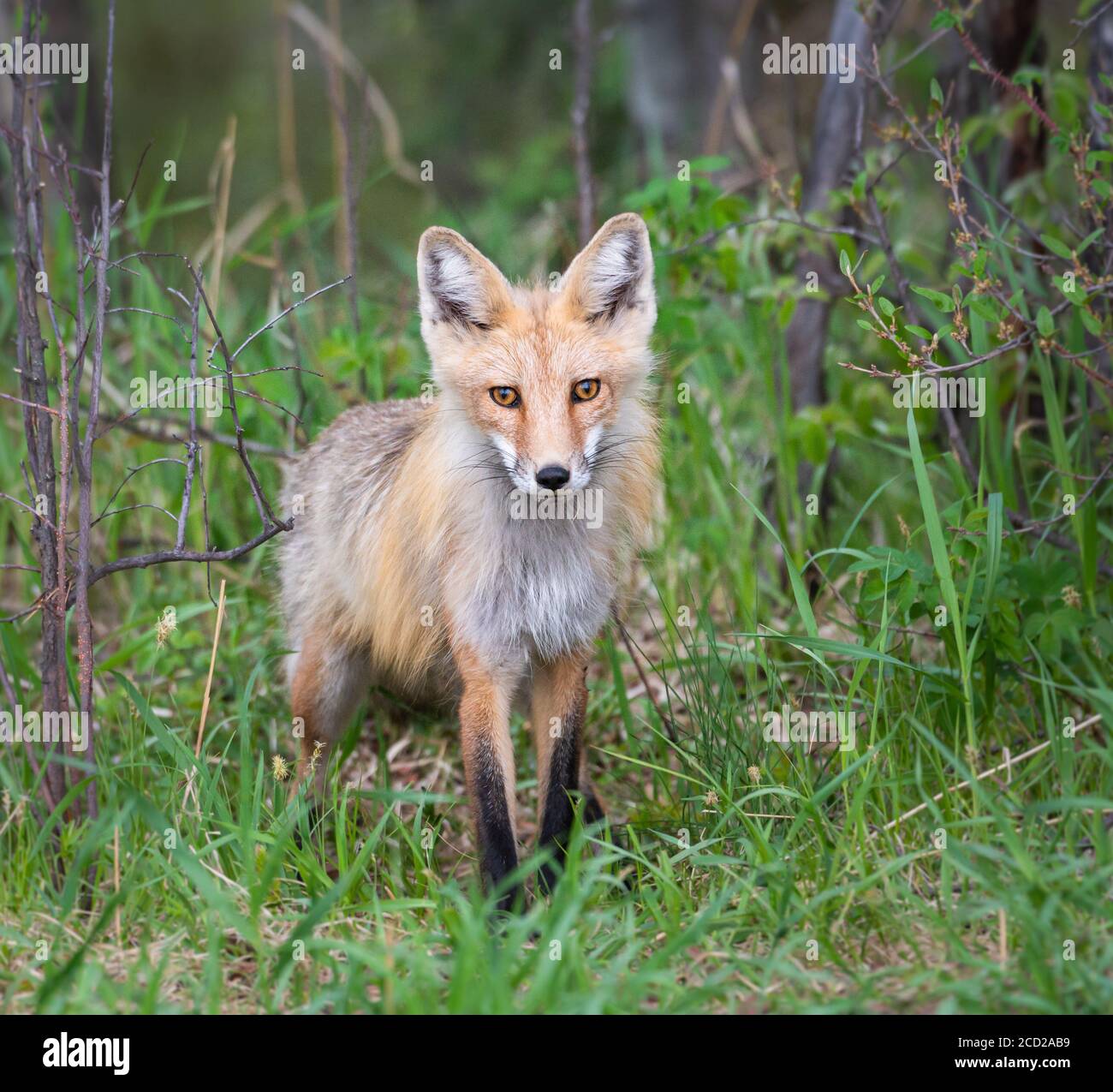 Red fox in the wild Stock Photo - Alamy
