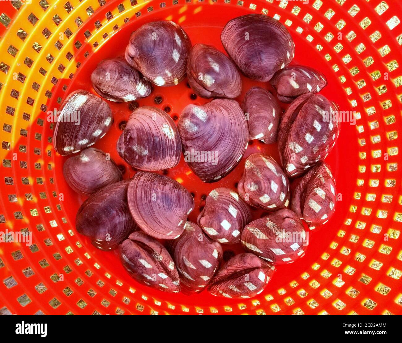 A pile of clams inside a red bucket Stock Photo Alamy