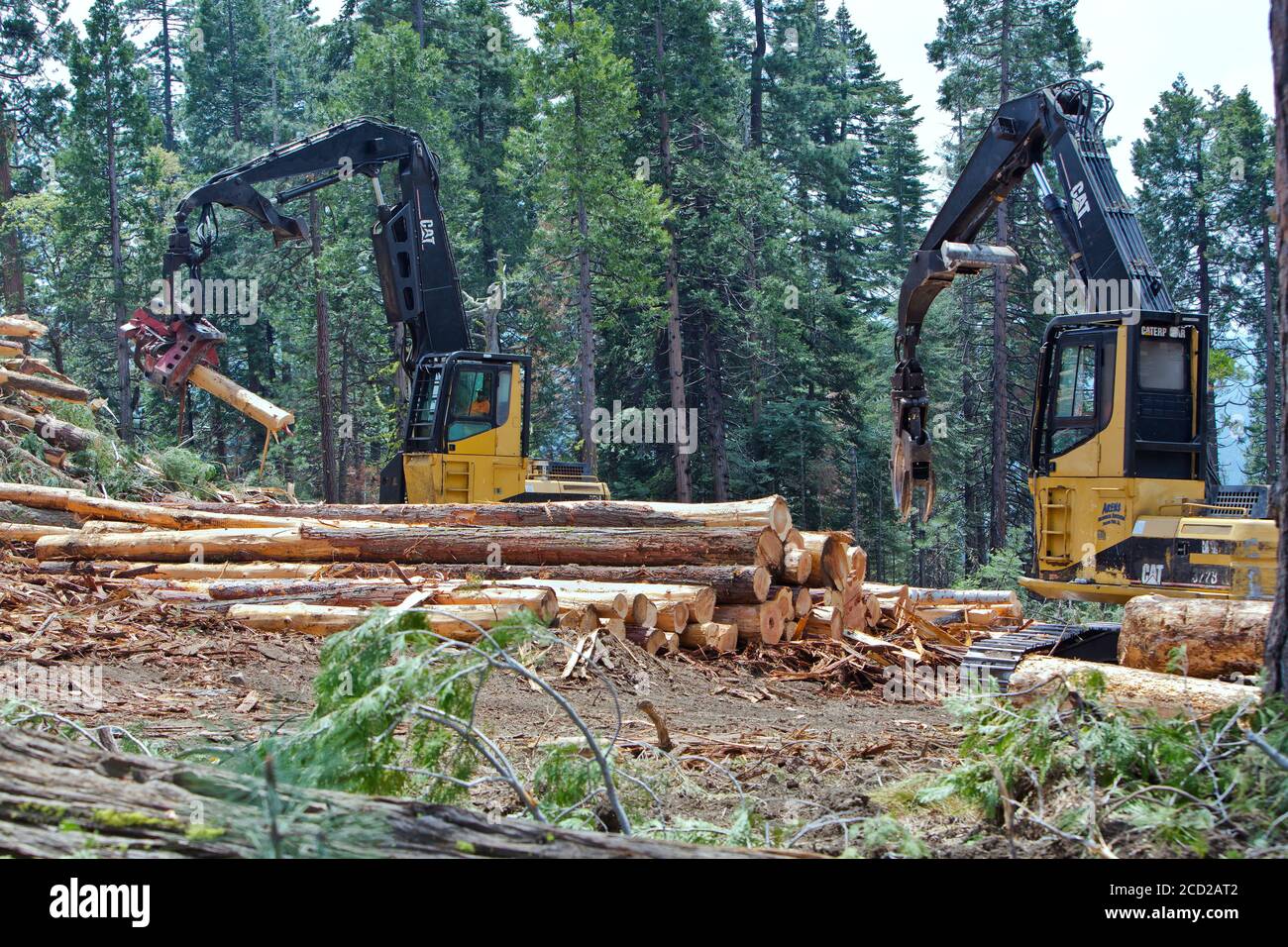 Processing harvested logs,  Caterpillar Track laying boom log loader, deck location. Stock Photo