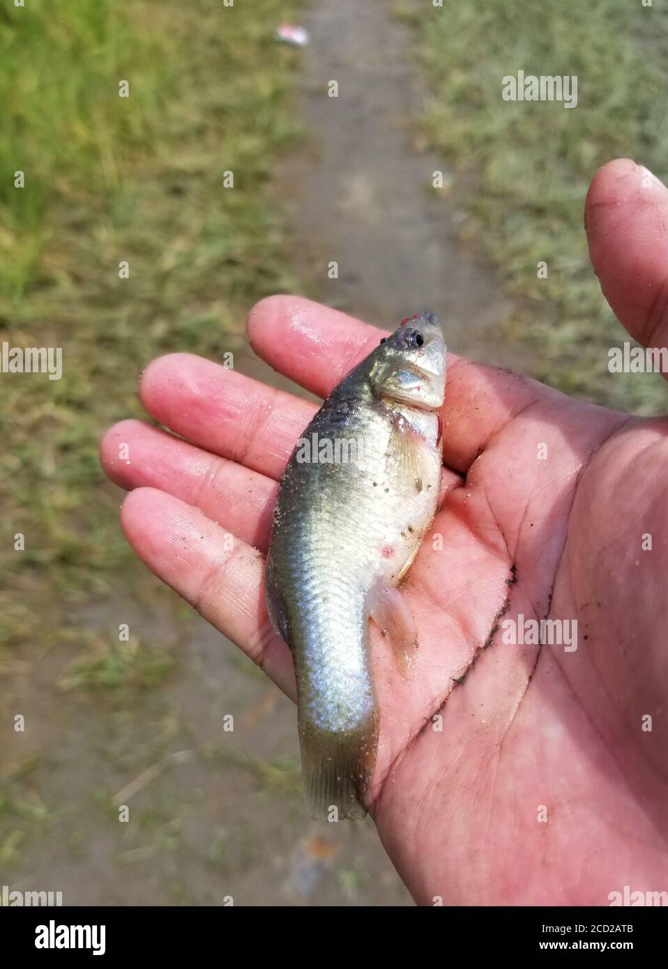 Fat minnow hi-res stock photography and images - Alamy