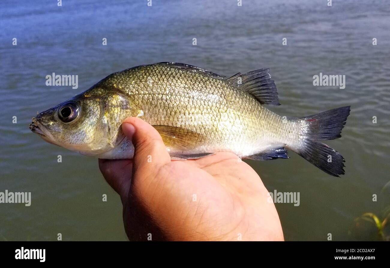 Holding a white perch before it is released into the water Stock Photo