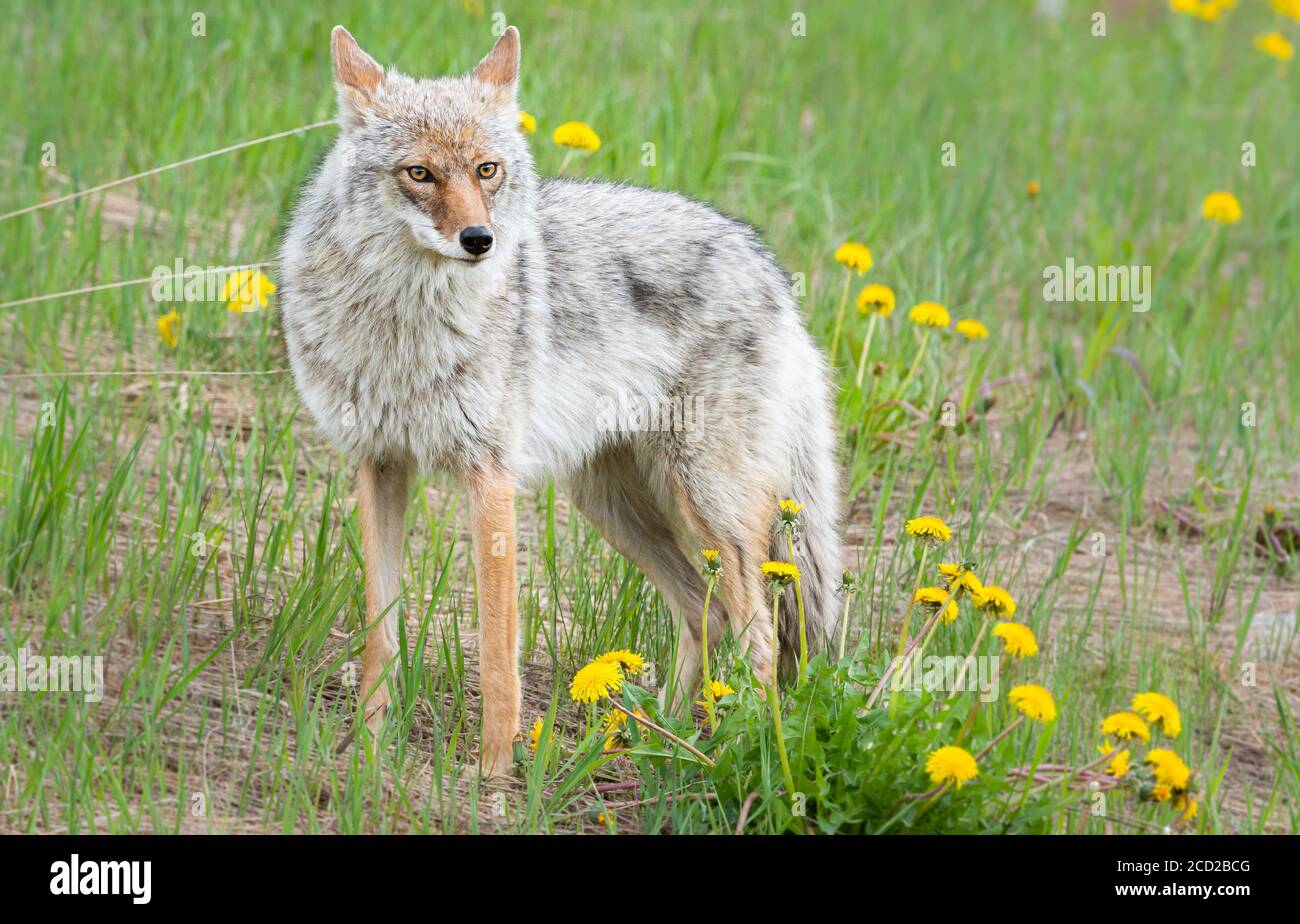 Cayodi Coyote in the wild Stock Photo - Alamy