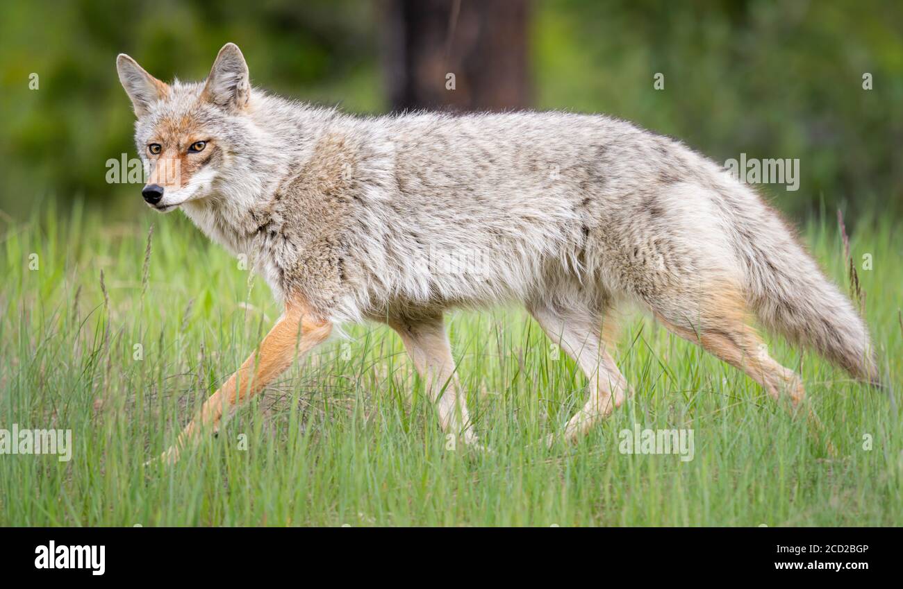 Cayodi Coyote in the wild Stock Photo - Alamy