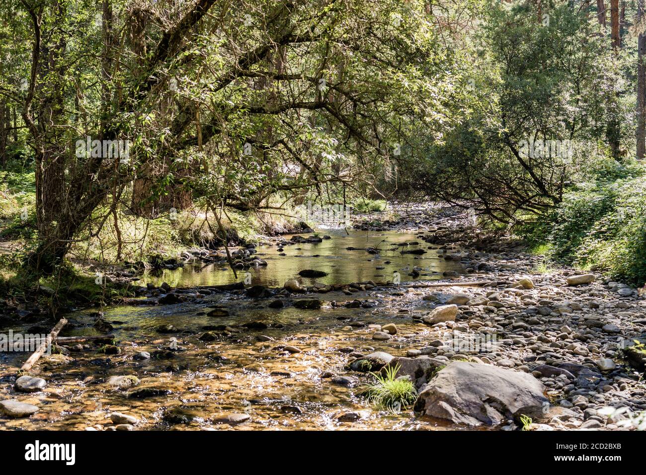 Beautiful shot of a rocky shore of the river in the forest Stock Photo ...