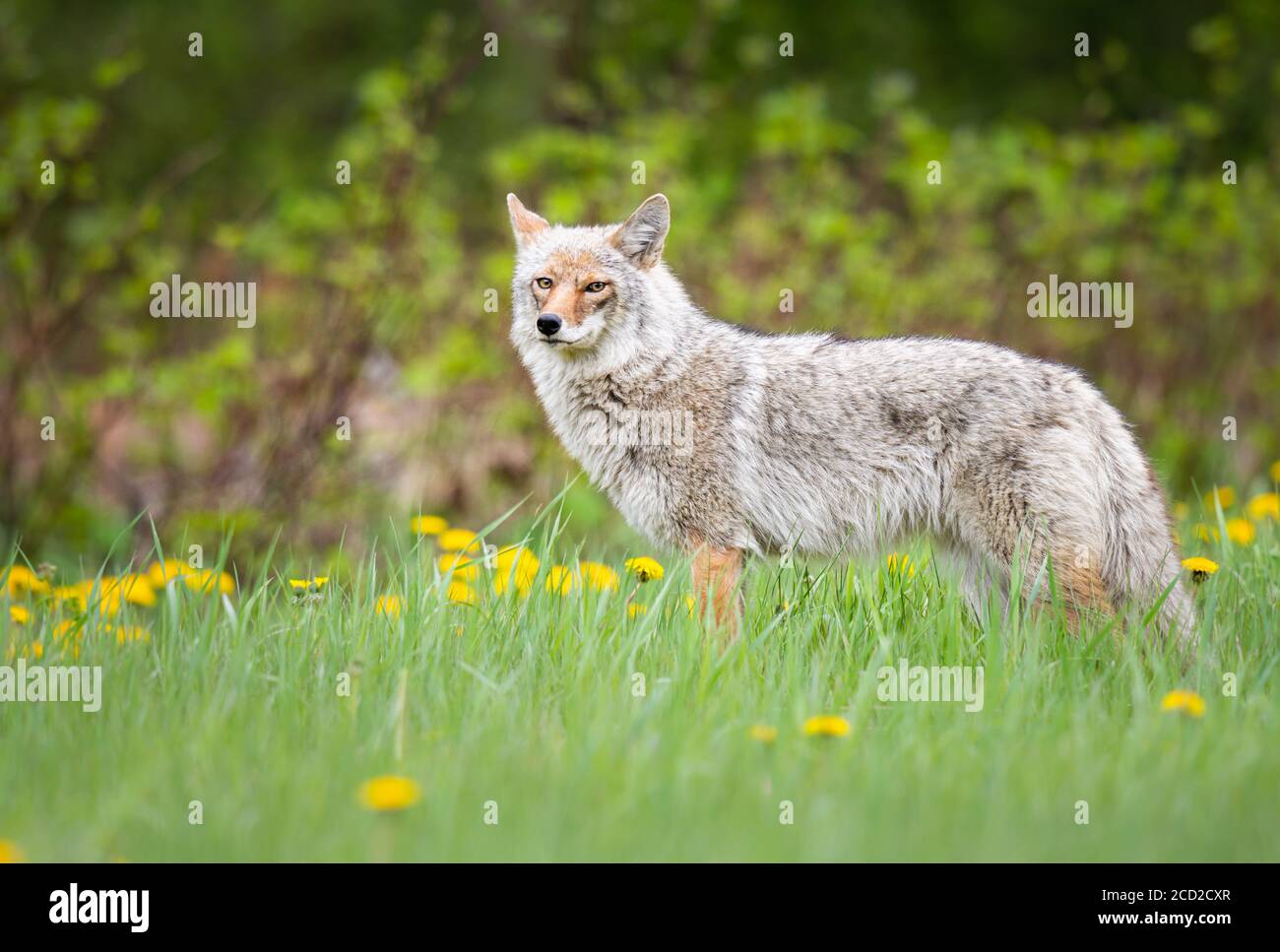 Cayodi Coyote in the wild Stock Photo - Alamy
