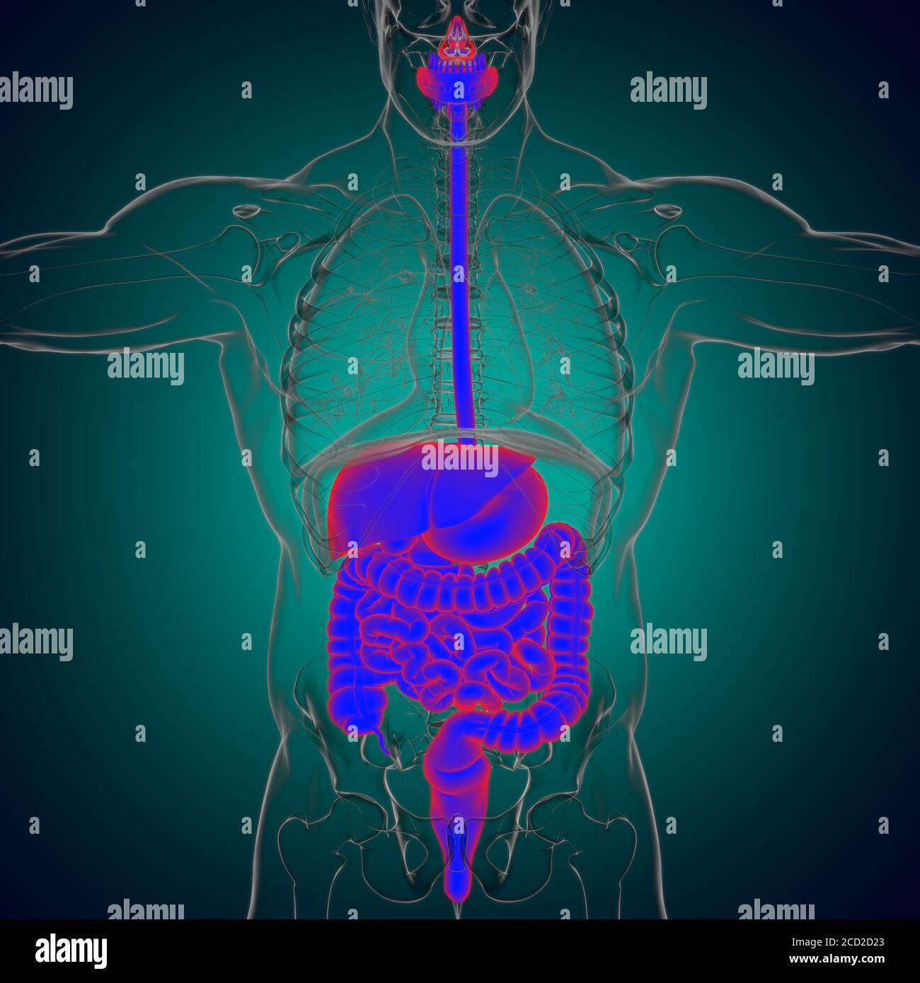 human-digestive-system-anatomy-for-medical-concept-3d-illustration