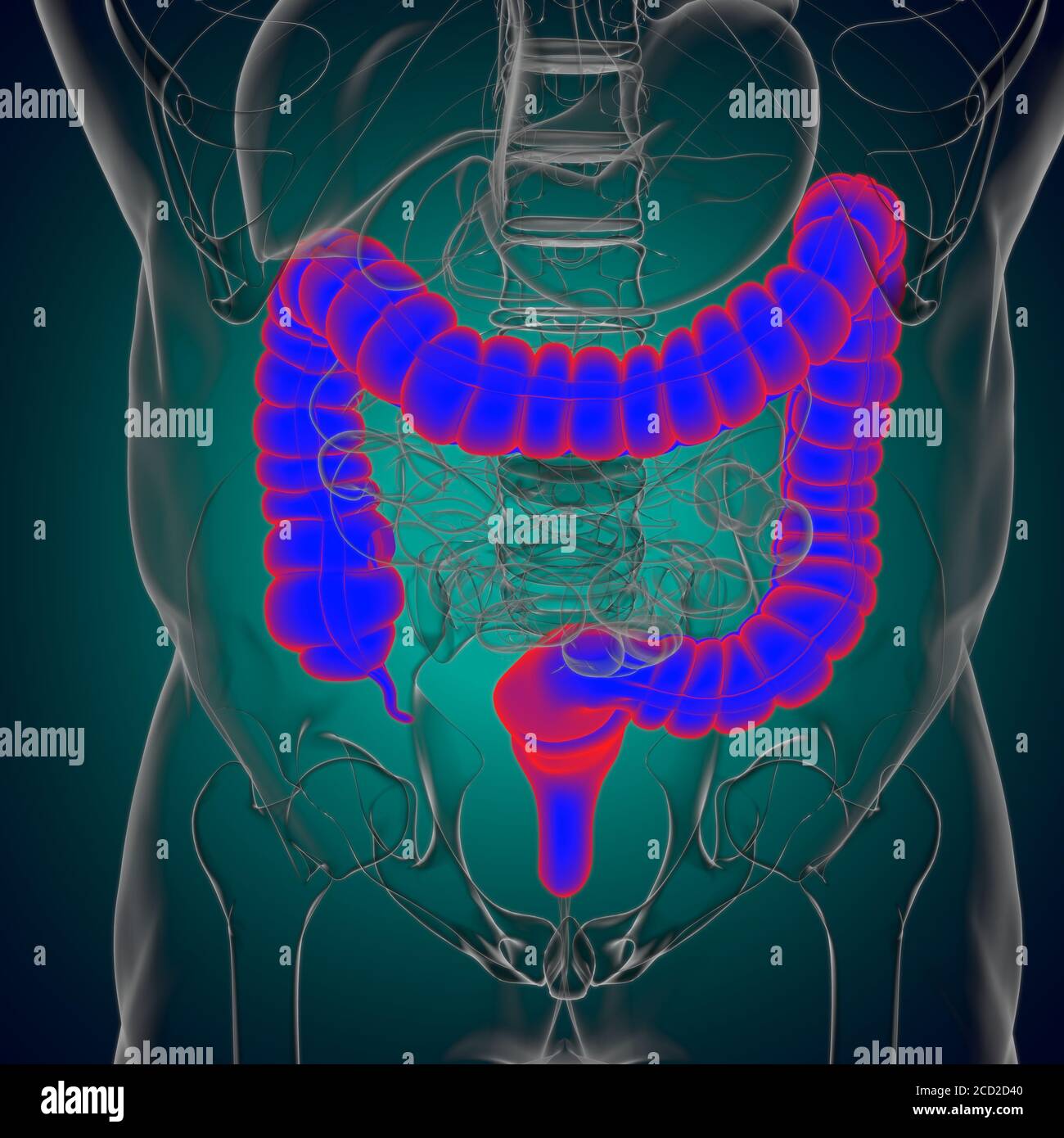 Large Intestine 3D Illustration Human Digestive System Anatomy For
