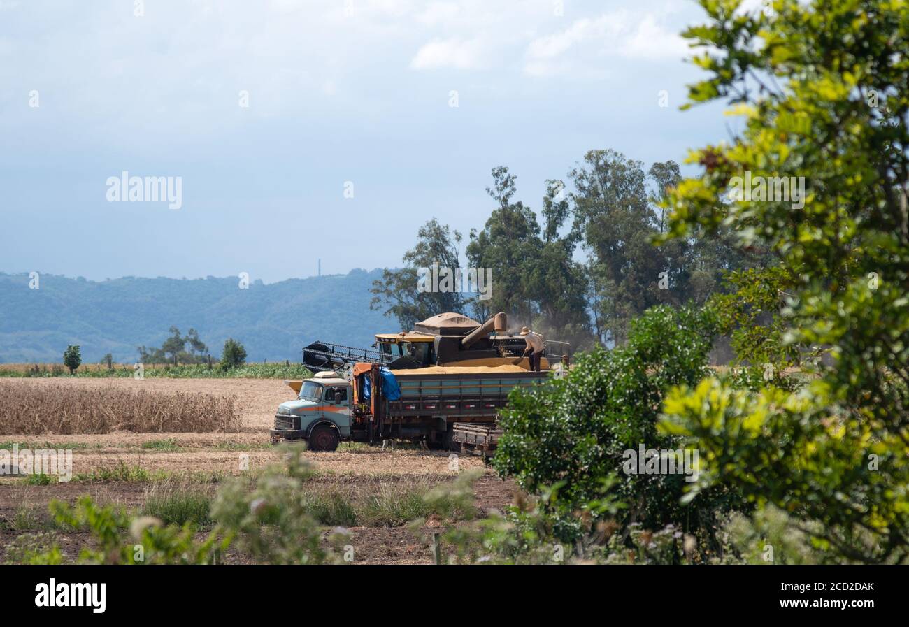 Selfpropelled machine harvesting and unloading soybeans. Grain harvest