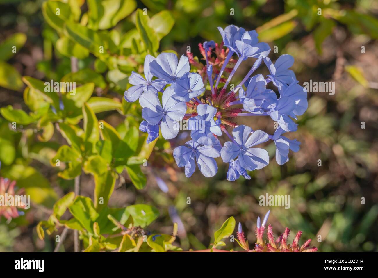 blue flowers from cape leadwort plant outdoors and sunlight Stock Photo