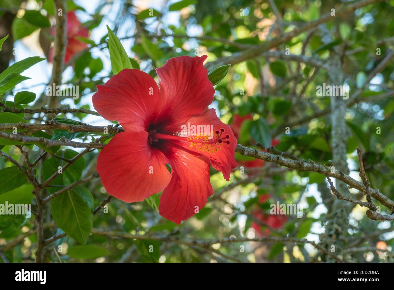 China rose flower outdoors on summer Hibiscus rosa-sinensis Stock Photo