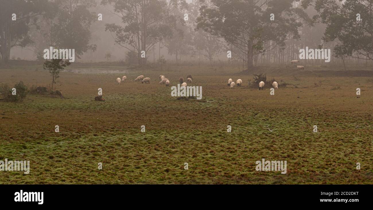 Sky and fog farms hi-res stock photography and images - Alamy