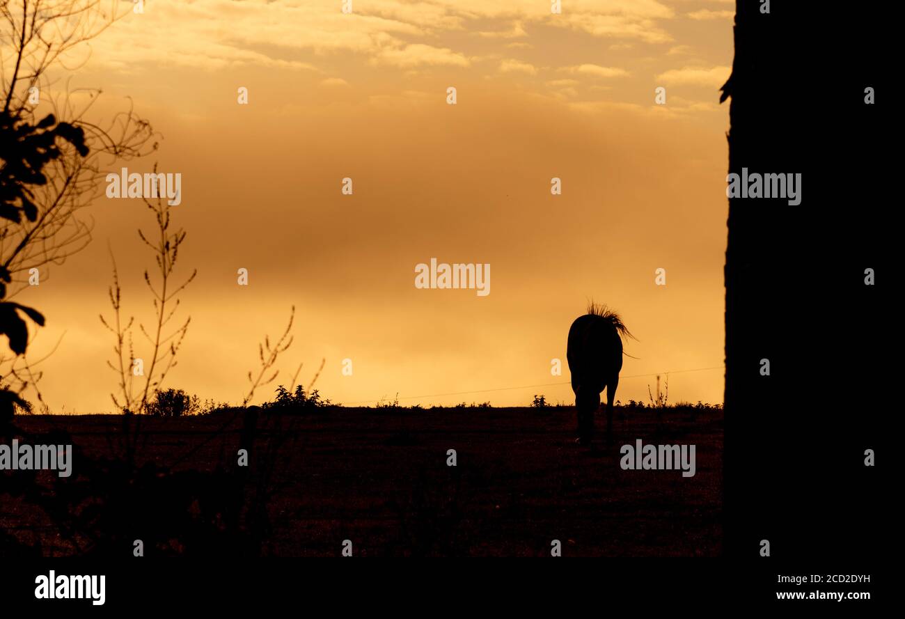 Rural Landscape Grazing Horses Silhouette Positive Energy And Spirituality Feeling Of Tranquility Farms Area Autumn Colors Dramatic And Sad Even Stock Photo Alamy