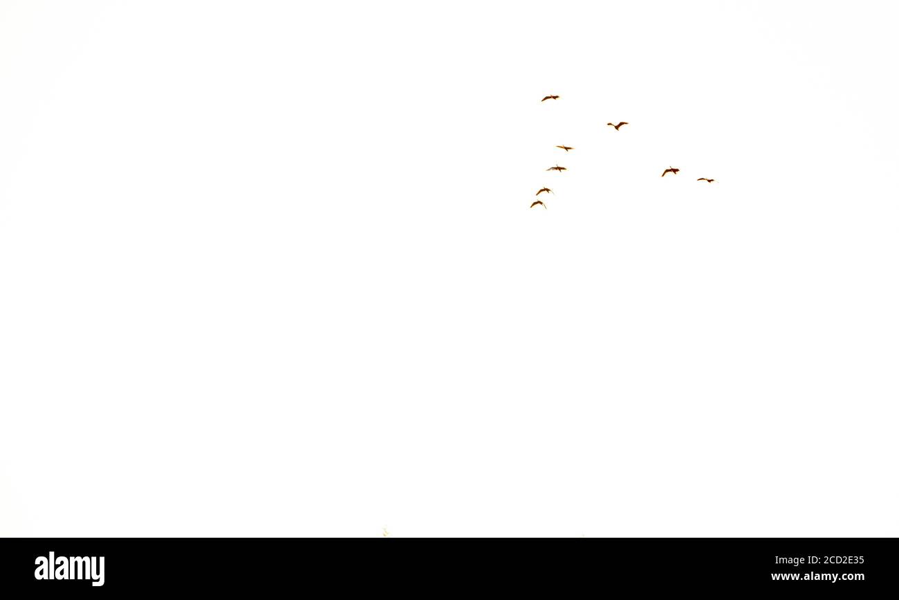 Silhouette of migratory birds. Birds flying against the infinite sky. Freedom and wings. Stock Photo