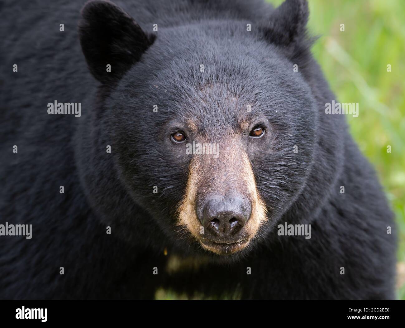 Black bear in the wild Stock Photo - Alamy