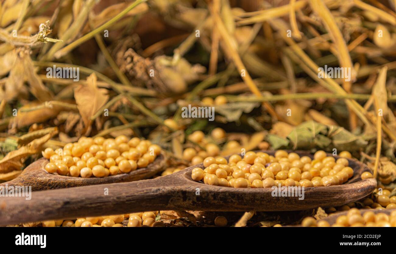 Soya beans (Glycine max). Organic soy. Grains in a glass bowl. Food
