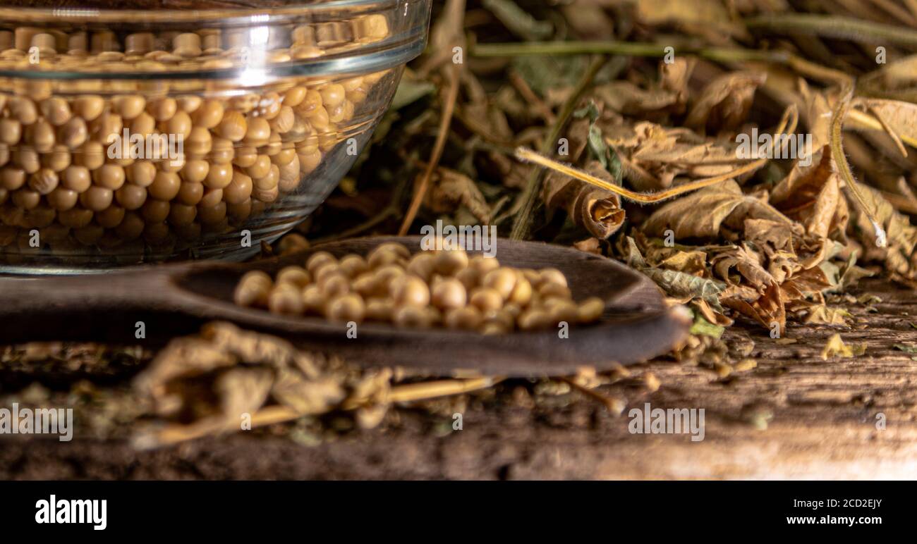Soya beans (Glycine max). Organic soy. Grains in a glass bowl. Food