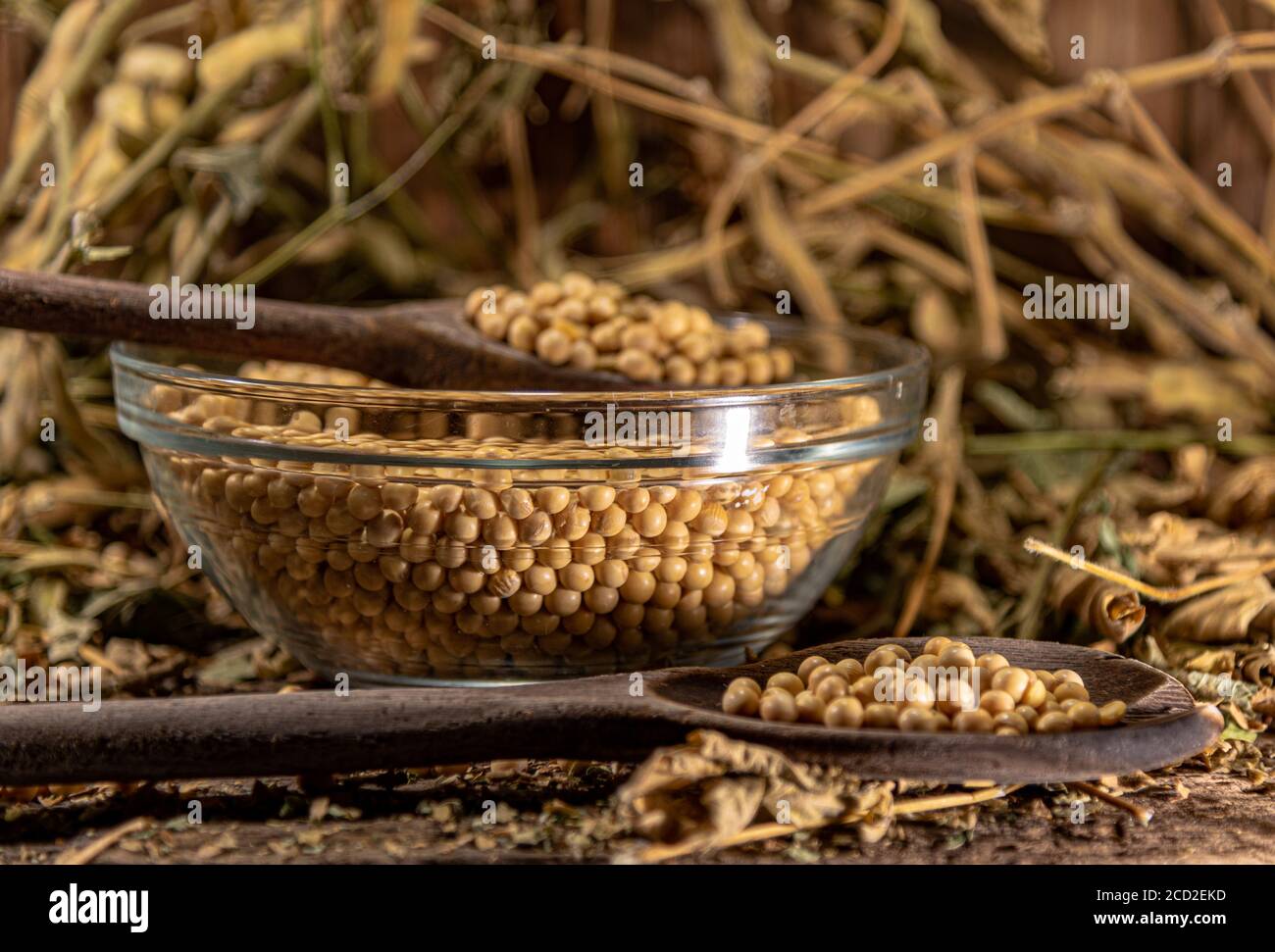 Soya beans (Glycine max). Organic soy. Grains in a glass bowl. Food