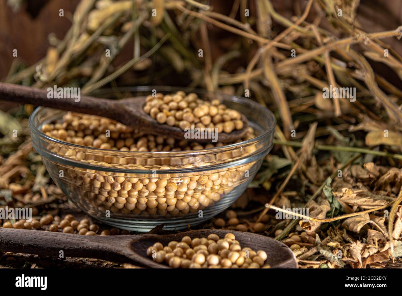 Soya beans (Glycine max). Organic soy. Grains in a glass bowl. Food