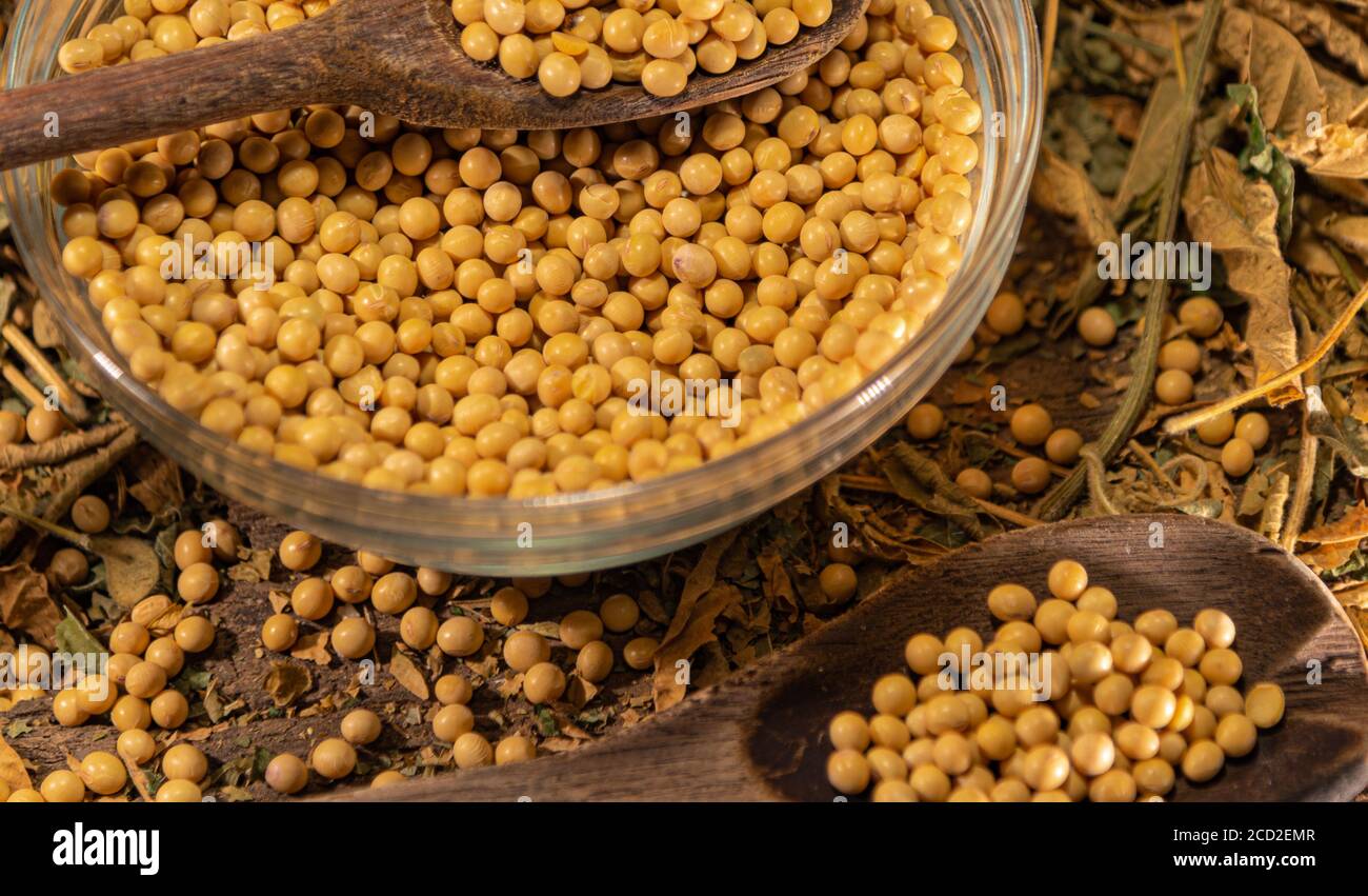 Soya beans (Glycine max). Organic soy. Grains in a glass bowl. Food