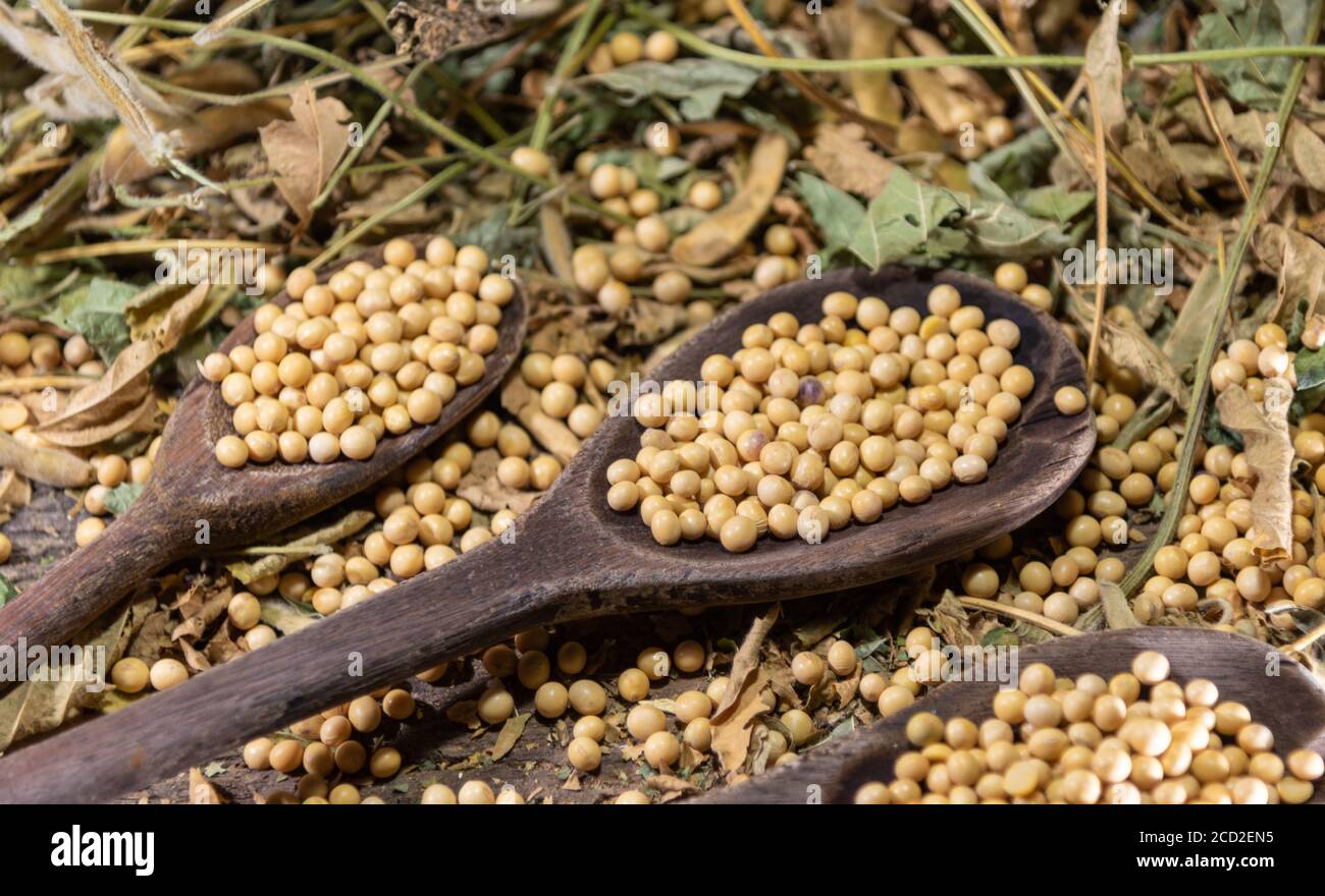 Soya beans in natura. Soy is a plant belonging to the legume family