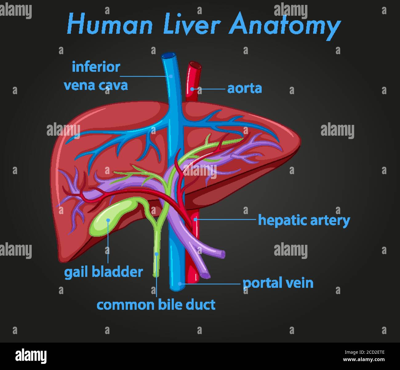 Liver Diagram Human Liver Anatomy Stock Illustration 44371021 Pixta