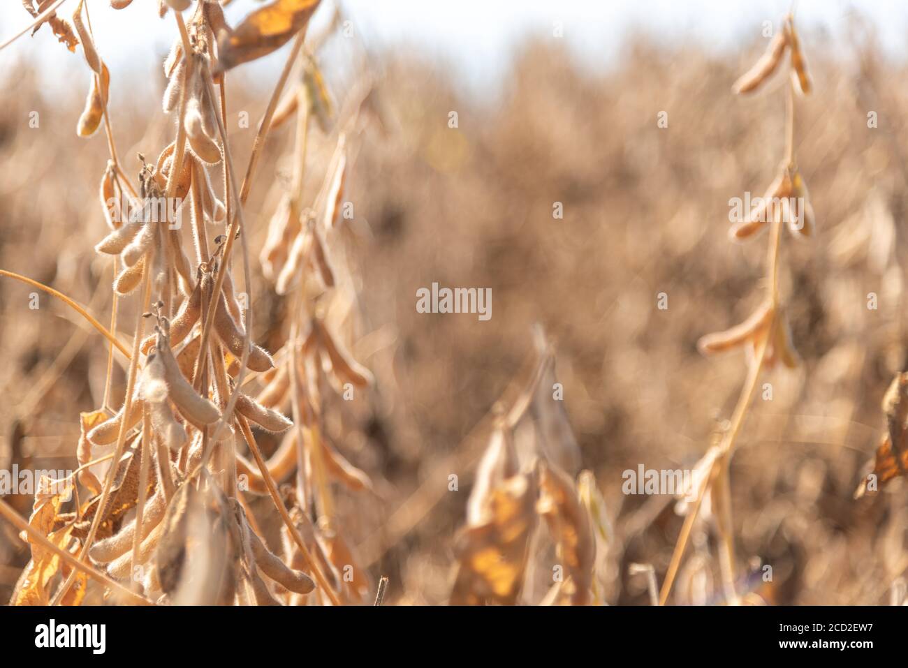 Soy crop ready for harvest. The soybean is ready to be harvested in the