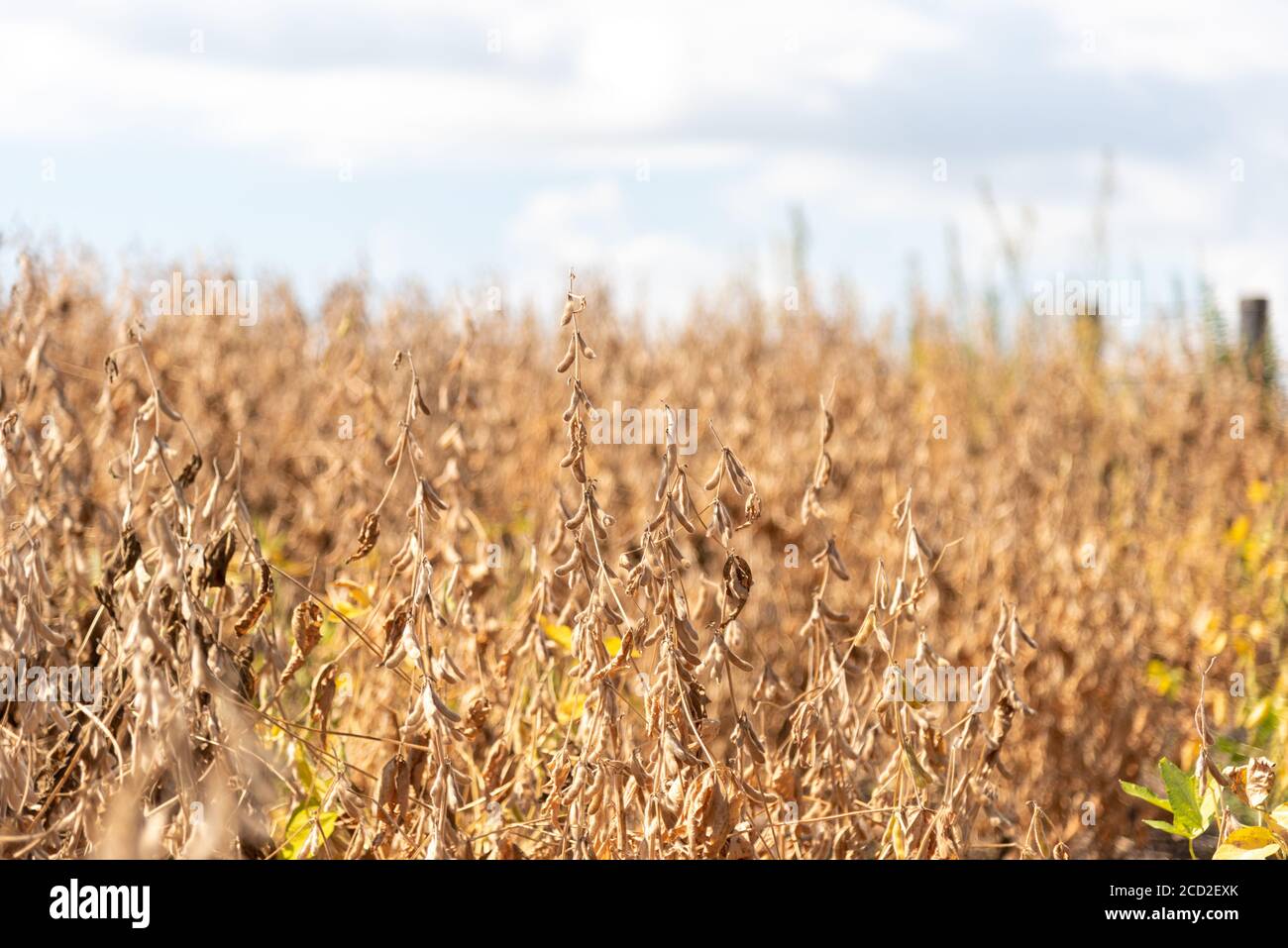Soy crop ready for harvest. The soybean is ready to be harvested in the R7 stage, when the grain