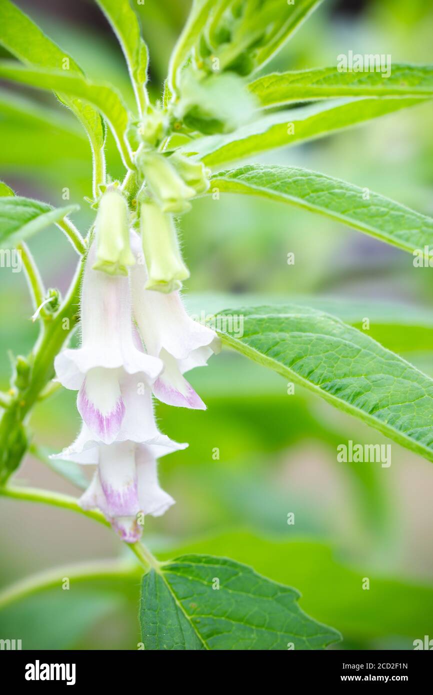 Closeup the white flower of sesame on a tree in blur background and morning sunlight at the plantation. The concept of agricultural products of farmer Stock Photo