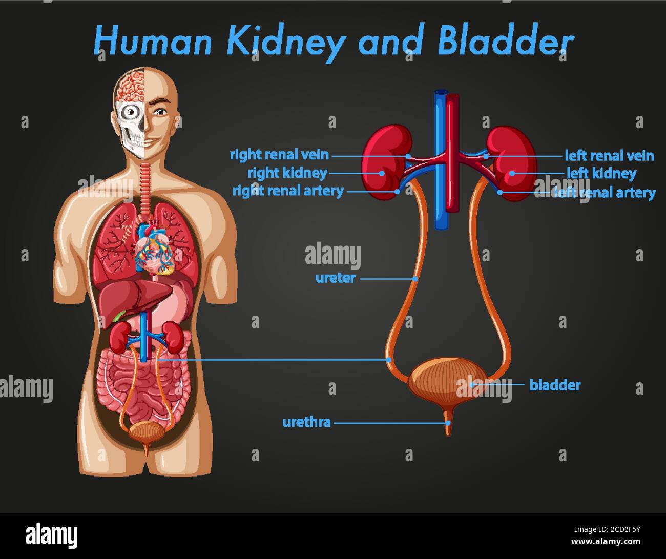 Human kidney and bladder illustration Stock Vector Image & Art - Alamy