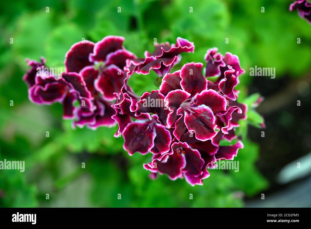 Geranium The scientific name is Pelargonium x hortorum L.H.Bail. Dark purple petals and white