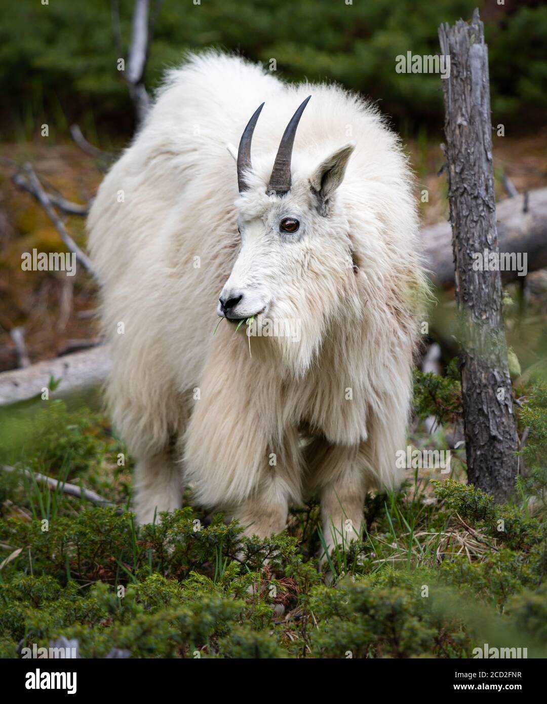 Mountain goat in the spring Stock Photo - Alamy