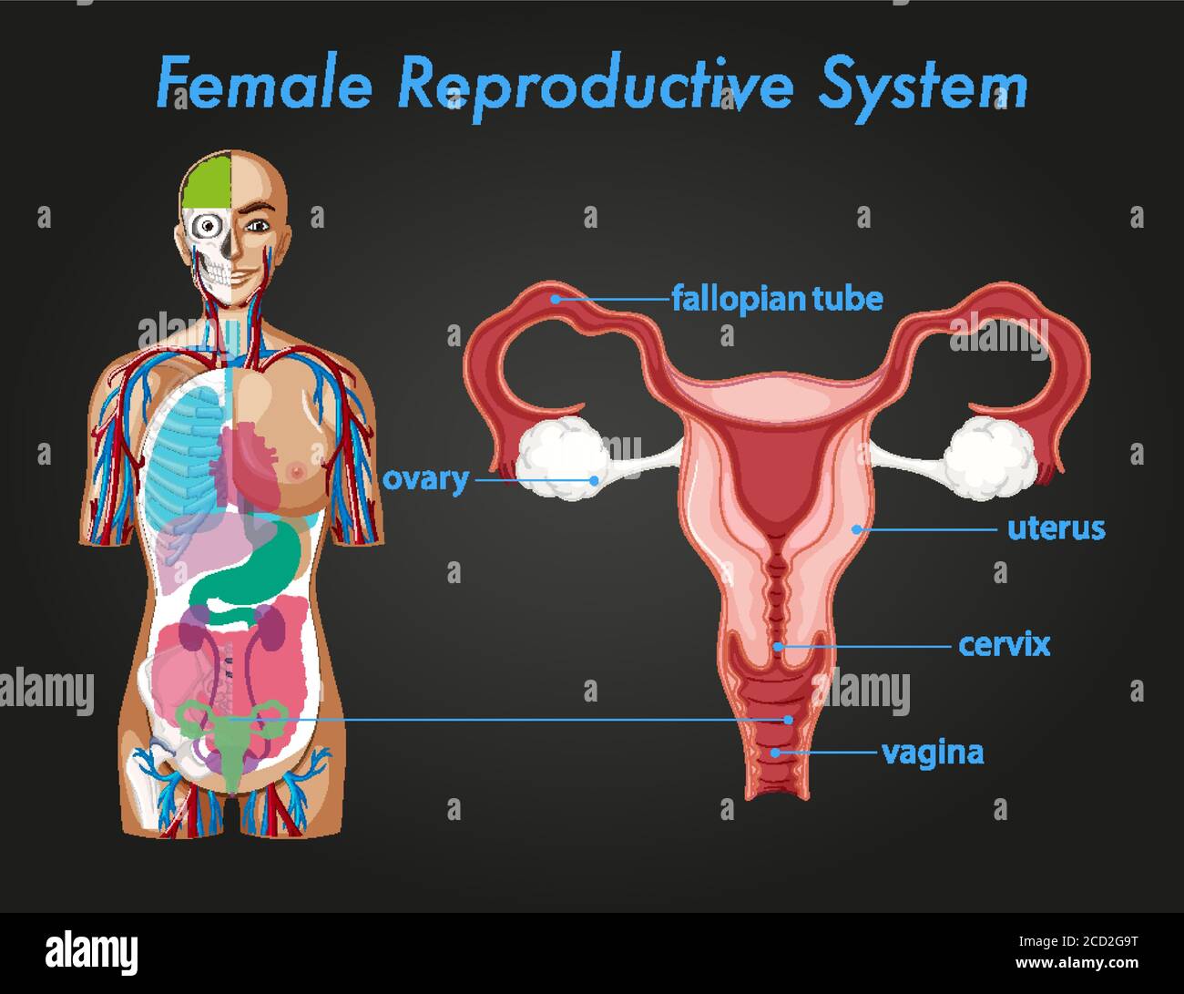 Information Poster Of Female Reproductive System Illustration Stock Information Poster Of Female Reproductive System Illustration Stock