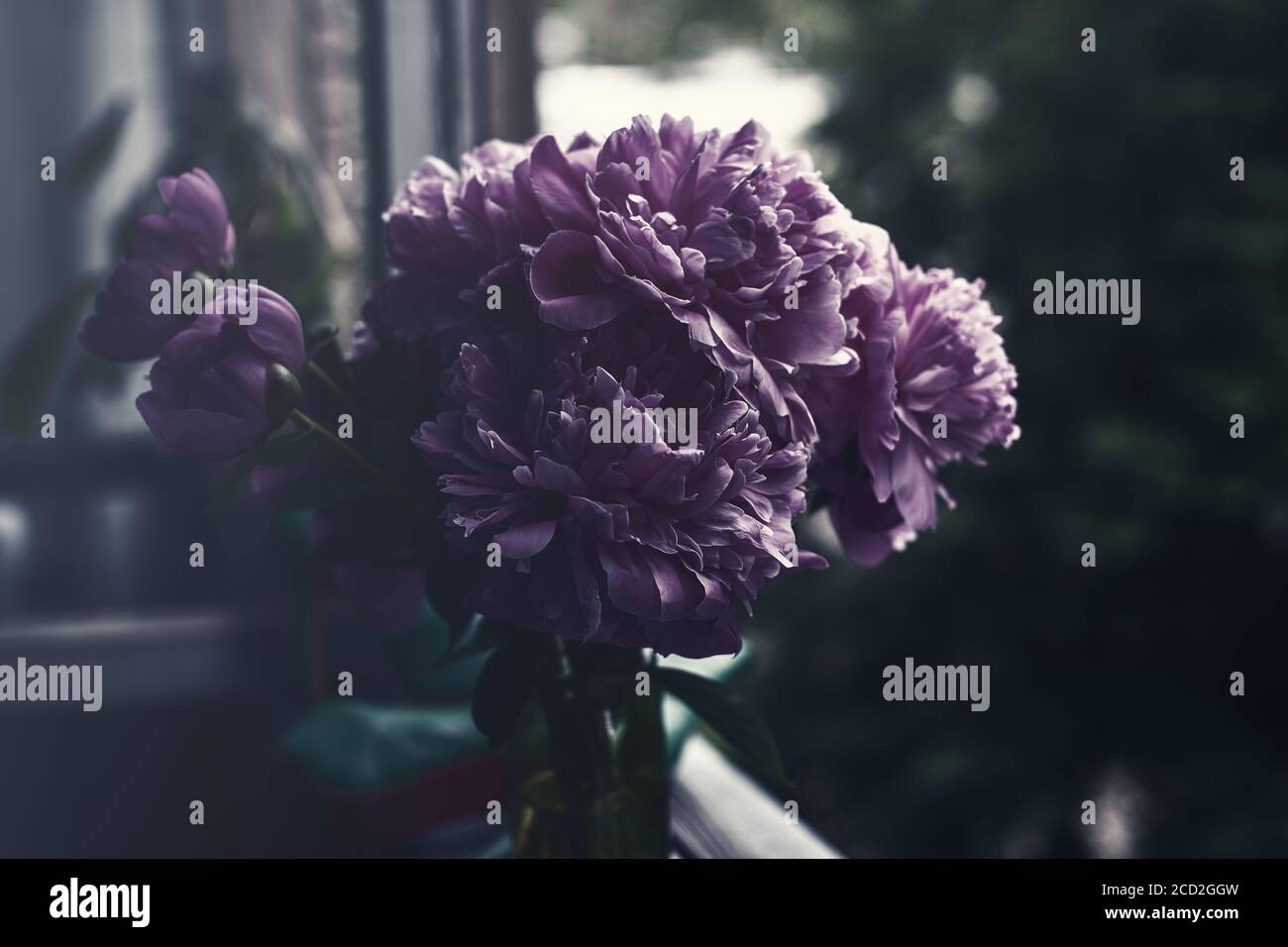 Fluffy pink peonies flowers background. Pink gentle soft peony flower. Stylish flowers for March 8. Pions Stock Photo