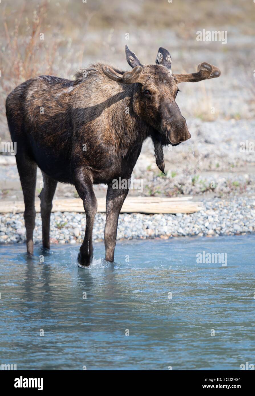 Moose in the spring Stock Photo - Alamy