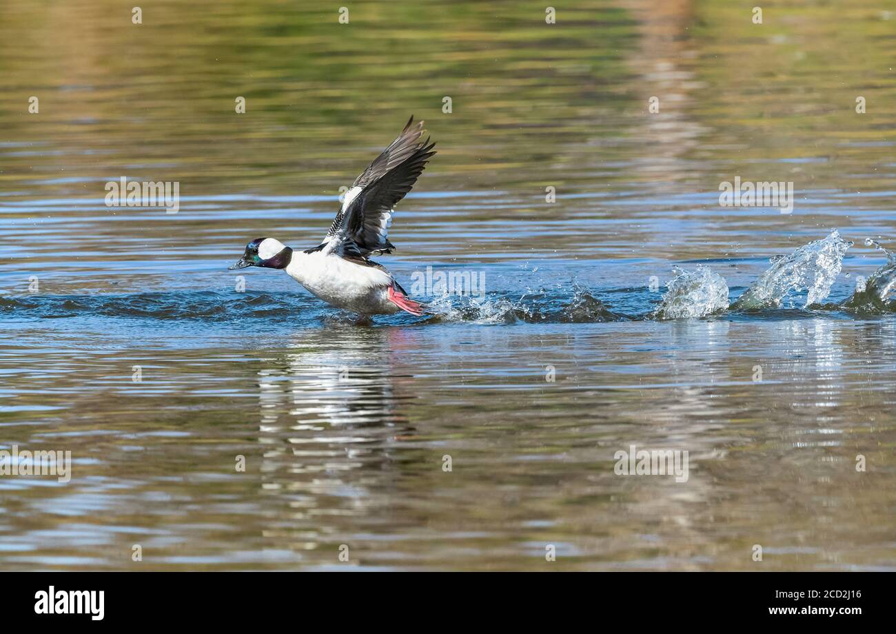 Bufflehead drake duck quickly skimming across the water surface prior to taking flight. Stock Photo