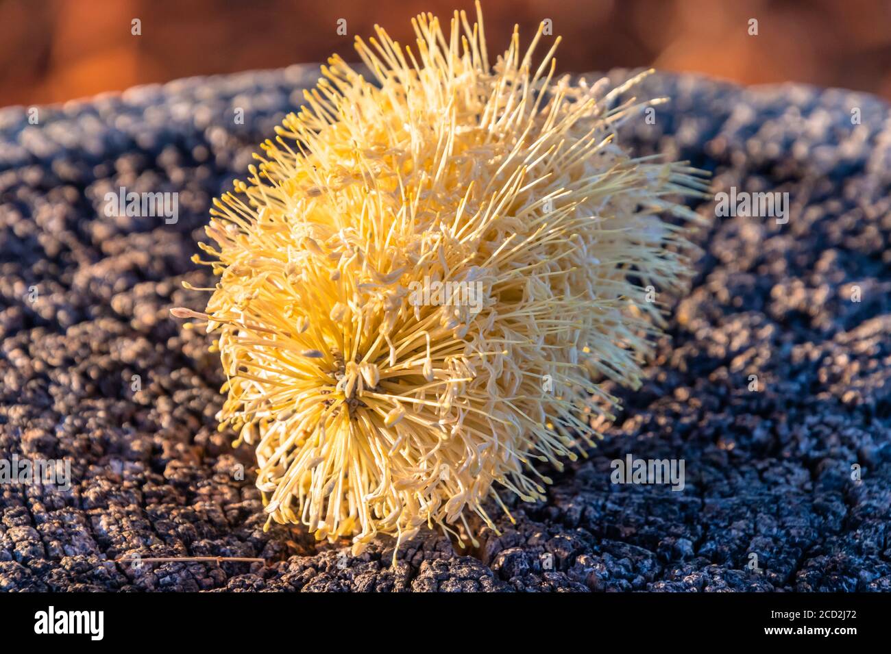 Banksia Flowers High Resolution Stock Photography and Images Alamy