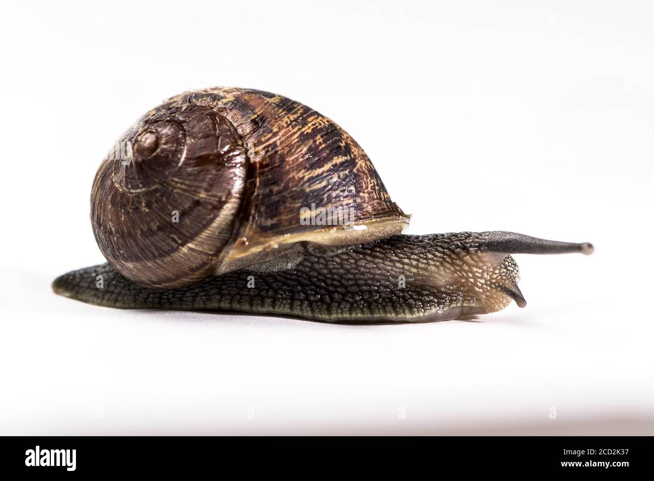 Garden Snail crawling on white backgroun Stock Photo - Alamy