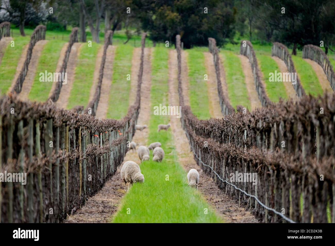 Sheep grazing between rows of grape vines in the Barossa Valley region of Australia Stock Photo