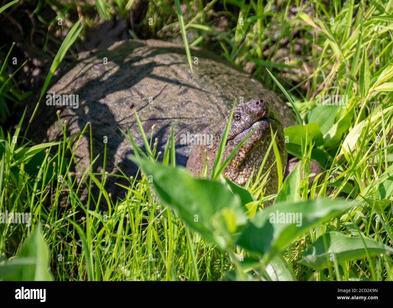 Snapping turtle beak hires stock photography and images Alamy