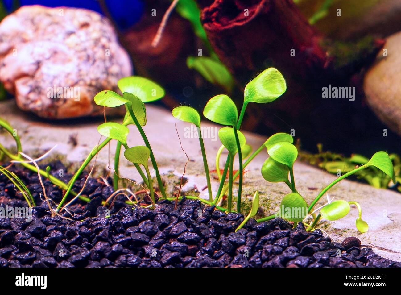 Decorative ground cover plant Marsilea in aquarium Stock Photo