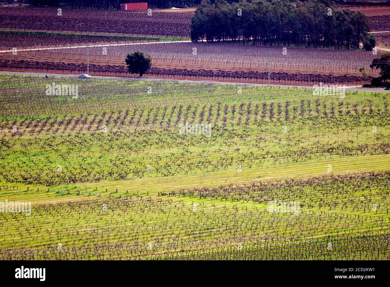 Vines in late Winter in the Barossa Valley in Australia Stock Photo