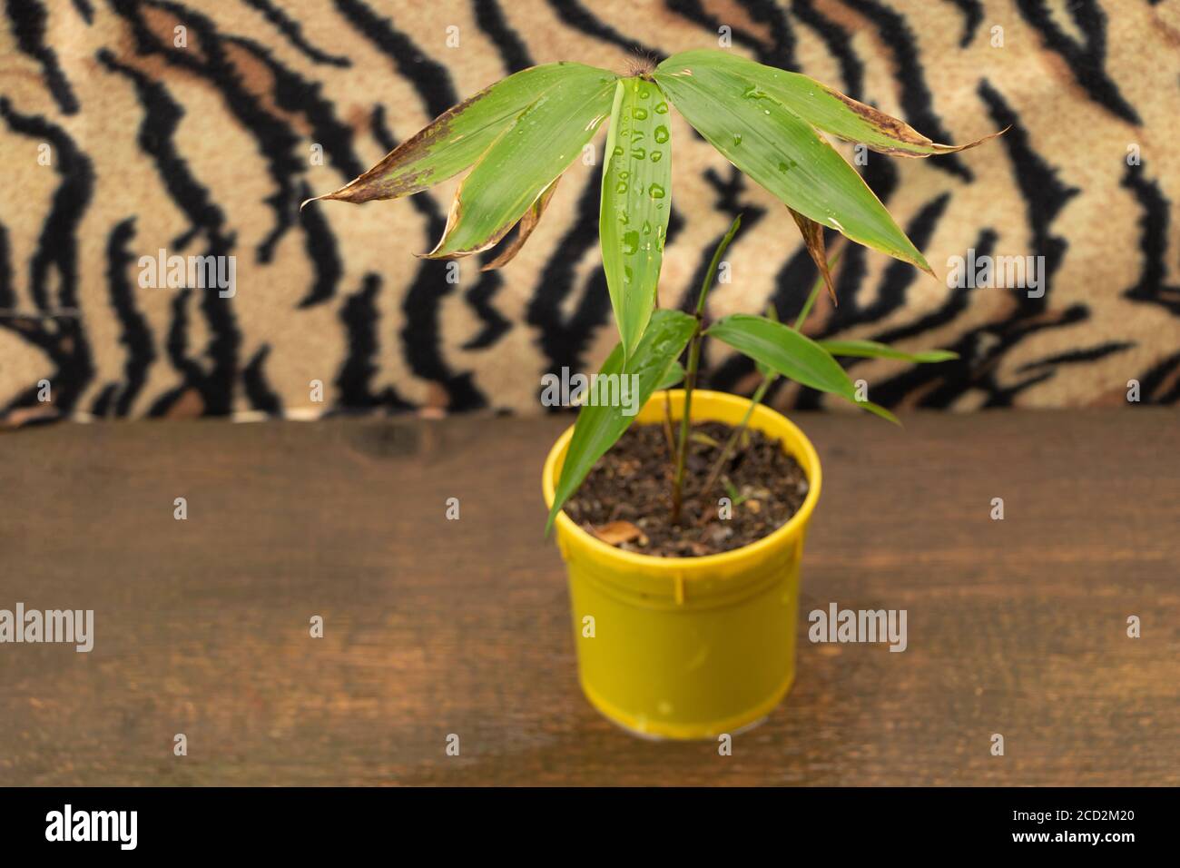 Moso bamboo in the pot with beautiful leaves. Stock Photo
