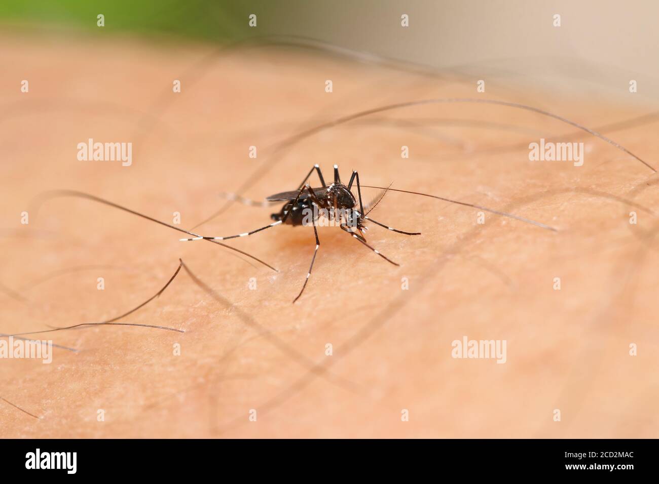Aedes albopictus mosquito sucking some blood from human skin. The 1 of 2 main vector that spread dengue, zika, chikungunya viruses to human Stock Photo