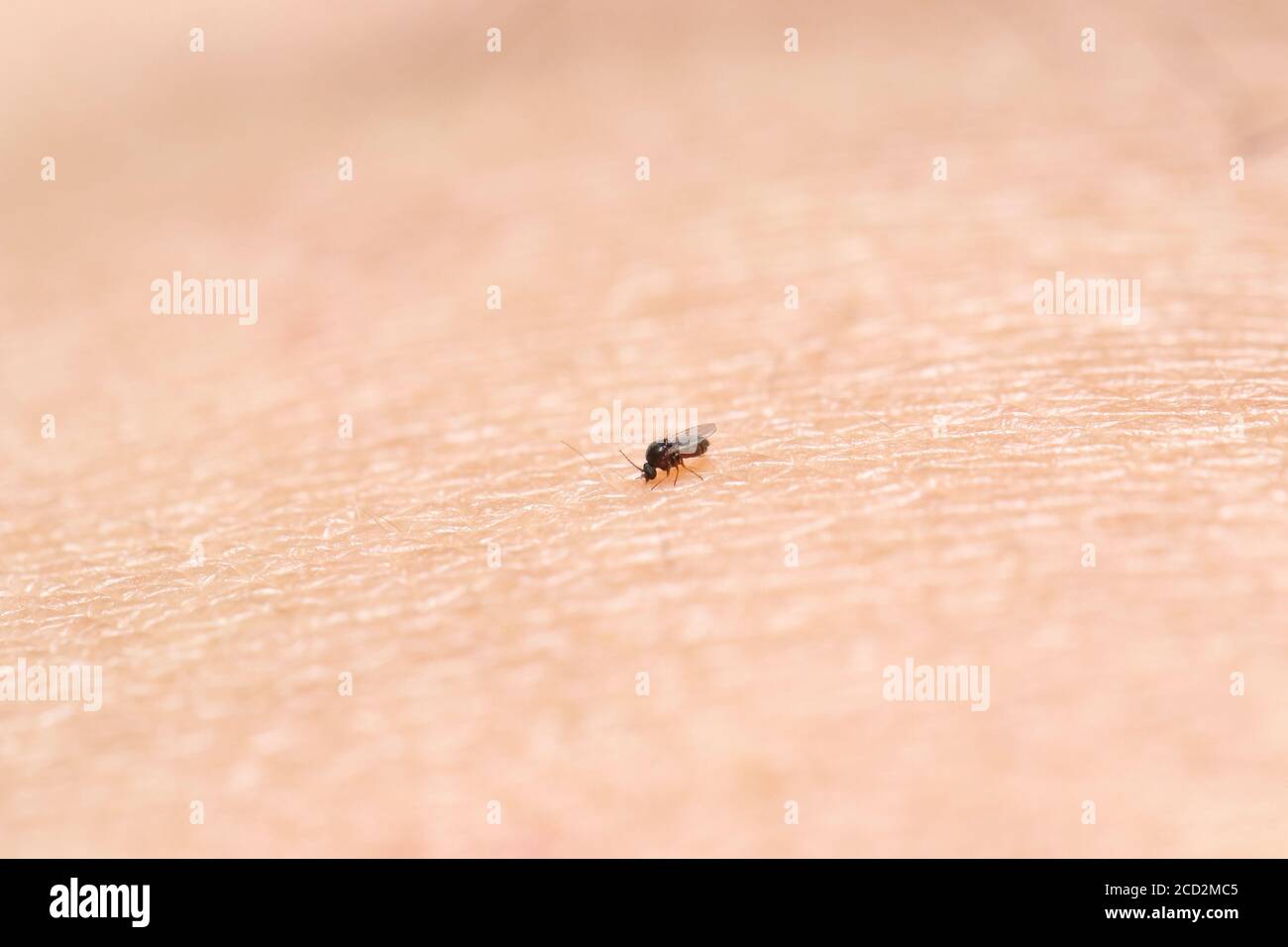 Black fly (gnat) sucking blood. Very small insect 1.5 mm. length compare to human skin surface Stock Photo