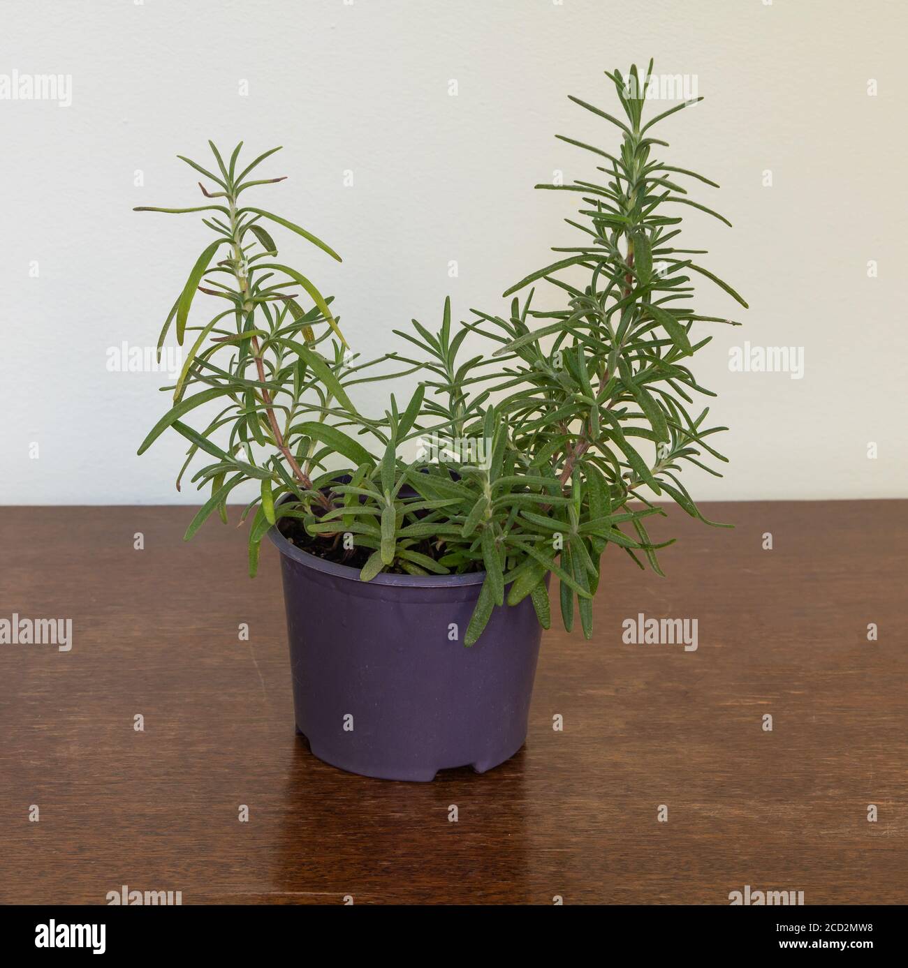 Fragrant rosemary in the pot. How to grow rosemary concept Stock Photo