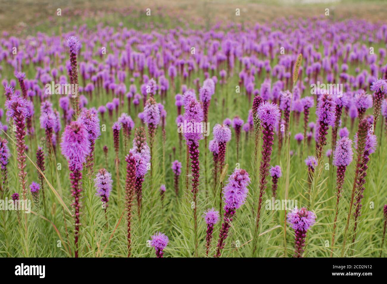 beautiful field of purple flowers on clear day Stock Photo - Alamy