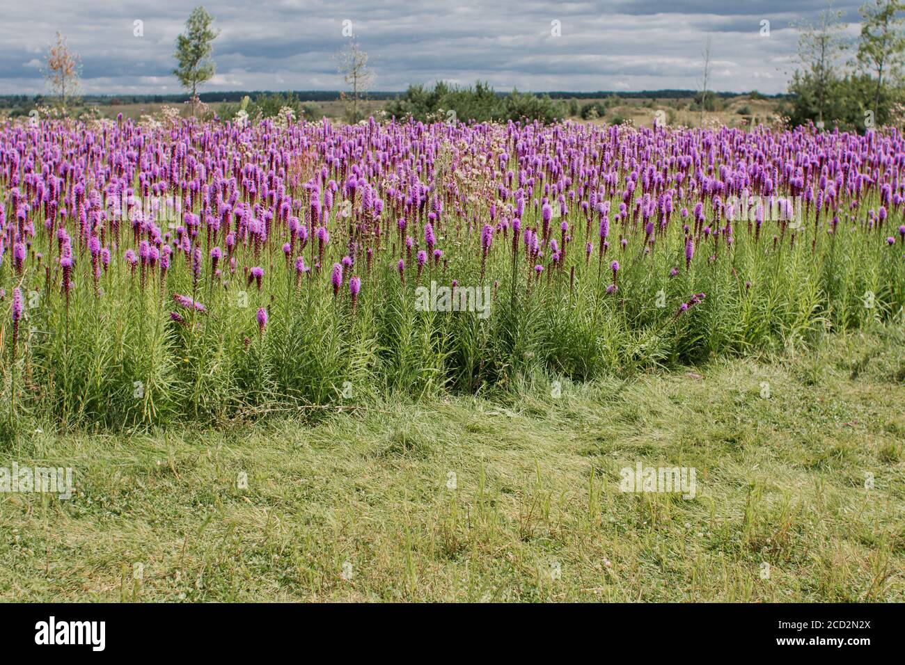 beautiful field of purple flowers on clear day Stock Photo - Alamy