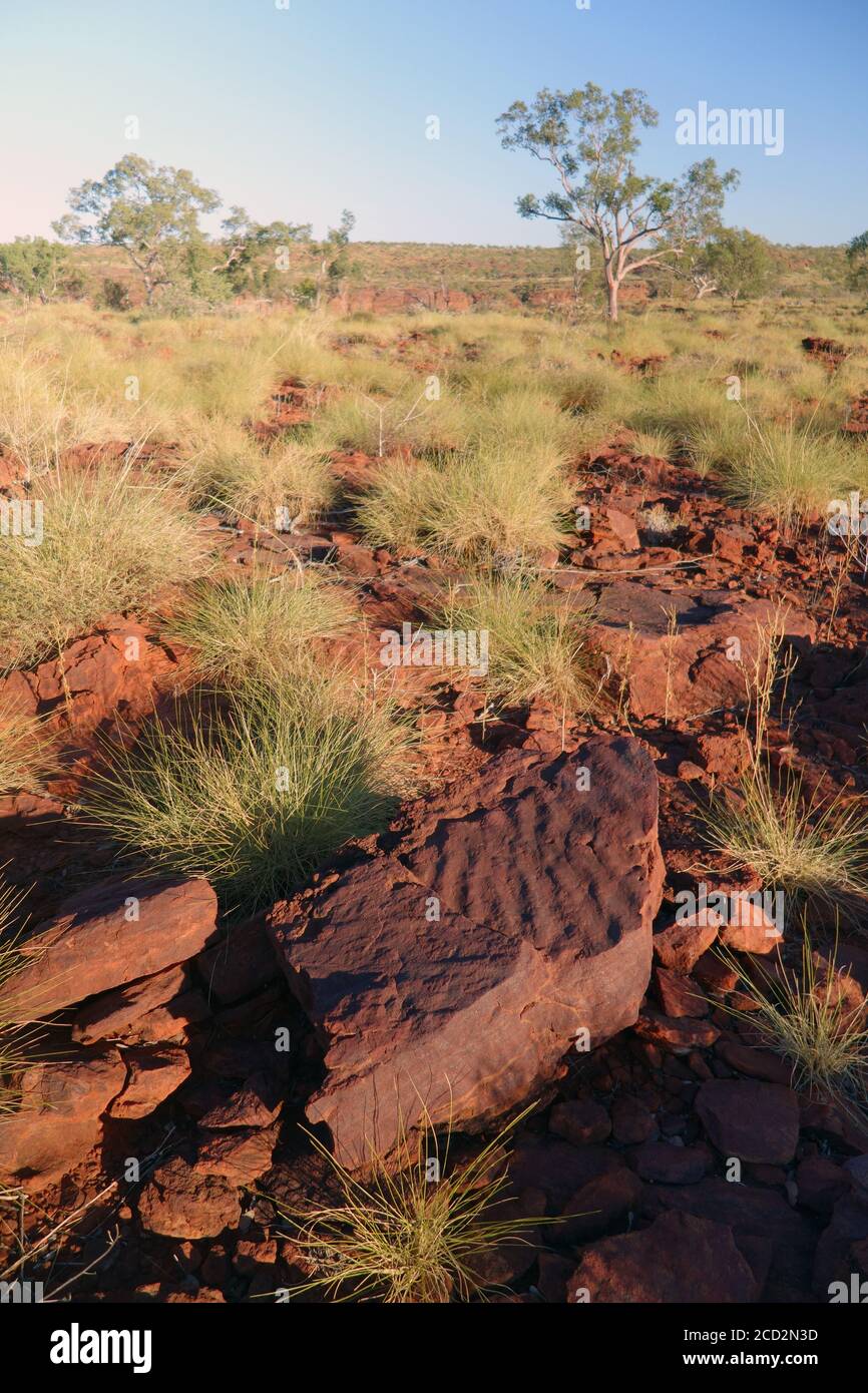 Ripple rock (fossil sand ripples), Island Stack, Boodjamulla (Lawn Hill) National Park, Queensland, Australia Stock Photo