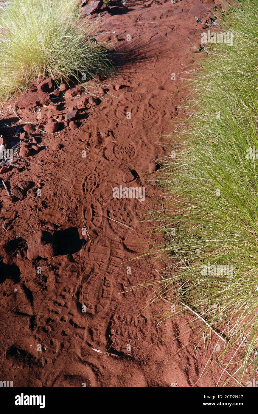 Footprints in sandy red soil between spinifex bushes, Island Stack, Boodjamulla (Lawn Hill) National Park, Queensland, Australia Stock Photo